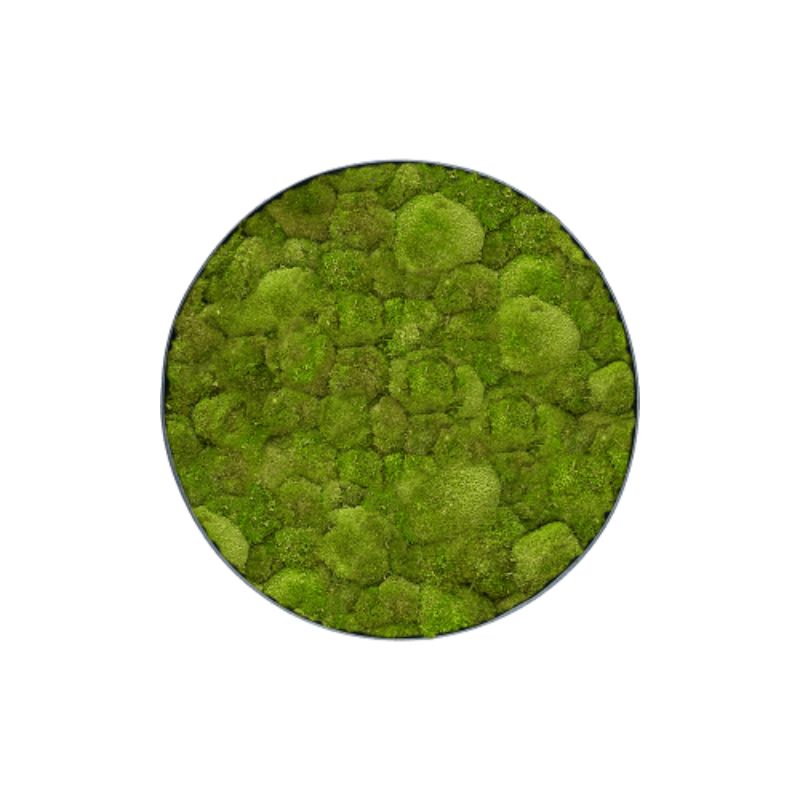 MuffleMoss | Circle Wall Panel - Bun