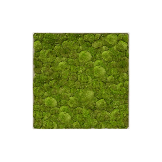 MuffleMoss Square | Wall Panel - Bun