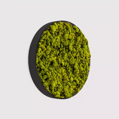 MuffleMoss Circle - Reindeer Moss Wall Panel