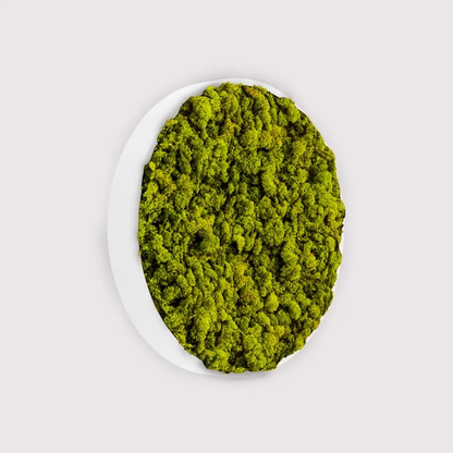 MuffleMoss Circle - Reindeer Moss Wall Panel