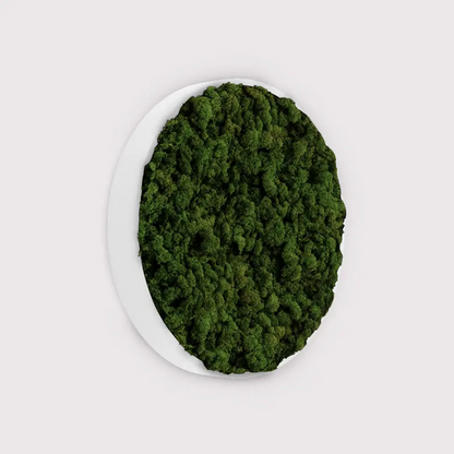 MuffleMoss Circle - Reindeer Moss Wall Panel