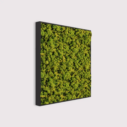 MuffleMoss Square - Reindeer Moss Wall Panel