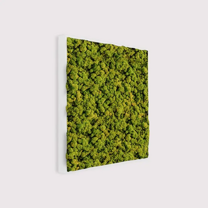 MuffleMoss Square - Reindeer Moss Wall Panel