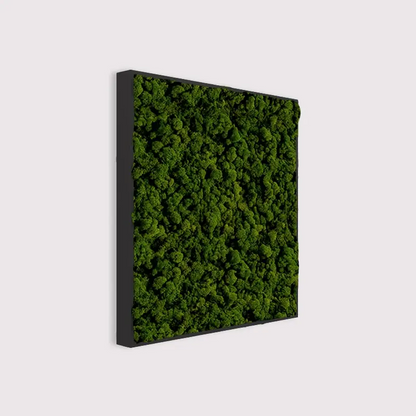 MuffleMoss Square - Reindeer Moss Wall Panel